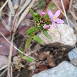 Photographie n°2385341 du taxon Centaurium erythraea Rafn [1800]