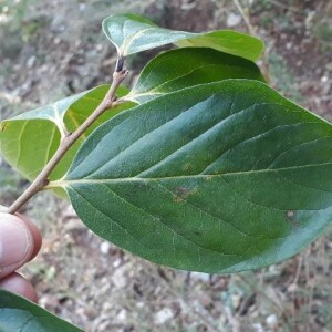  - Diospyros virginiana L. [1753]