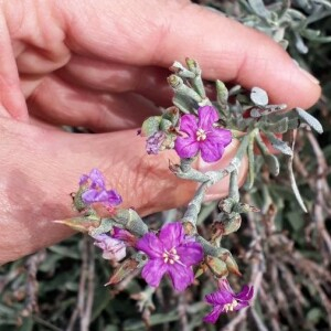 Photographie n°2385348 du taxon Limoniastrum monopetalum (L.) Boiss. [1848]