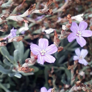 Photographie n°2385350 du taxon Limoniastrum monopetalum (L.) Boiss. [1848]