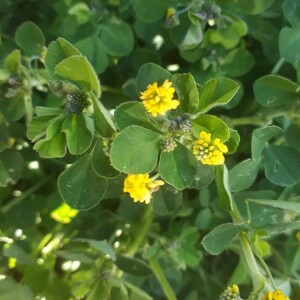 Photographie n°2385659 du taxon Medicago lupulina L.