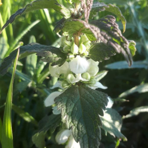 Photographie n°2385663 du taxon Lamium album L.