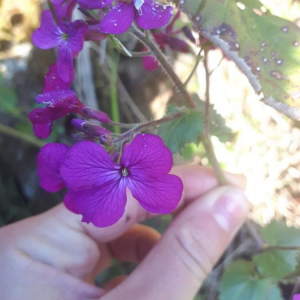 Photographie n°2385666 du taxon Lunaria annua L.