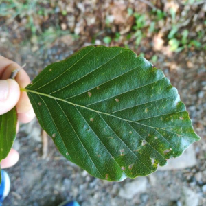 Photographie n°2385820 du taxon Fagus sylvatica L.