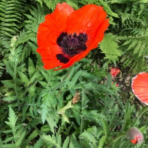 Photographie n°2385828 du taxon Papaver orientale L. [1753]