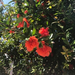 Photographie n°2385833 du taxon Punica granatum L. [1753]