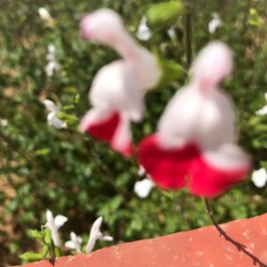 Photographie n°2385836 du taxon Salvia microphylla Kunth [1818]