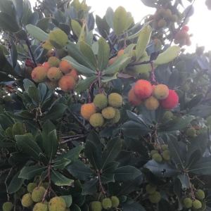 Photographie n°2385850 du taxon Arbutus unedo L. [1753]