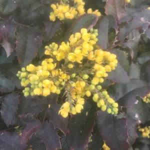 Photographie n°2385856 du taxon Berberis aquifolium Pursh [1814]