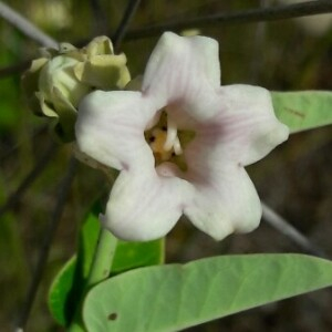 Photographie n°2385926 du taxon Araujia sericifera Brot. [1818]