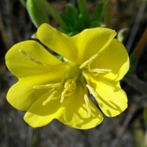 Photographie n°2385932 du taxon Oenothera biennis L. [1753]