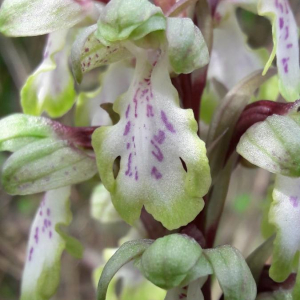 Photographie n°2385940 du taxon Himantoglossum robertianum (Loisel.) P.Delforge [1999]
