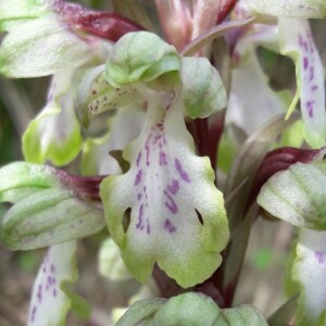 Photographie n°2385941 du taxon Himantoglossum robertianum (Loisel.) P.Delforge [1999]