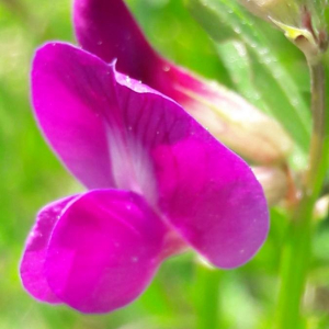 Photographie n°2385957 du taxon Vicia sativa L. [1753]