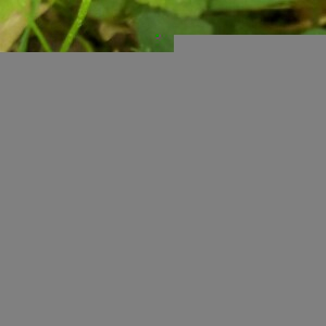 Photographie n°2385960 du taxon Viola riviniana Rchb. [1823]