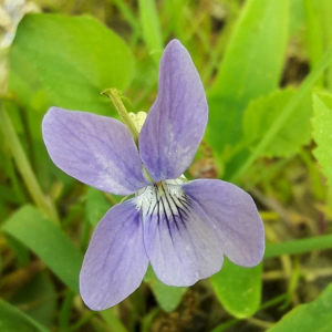 Photographie n°2385961 du taxon Viola riviniana Rchb. [1823]