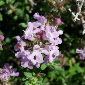 Photographie n°2385979 du taxon Thymus vulgaris L. [1753]