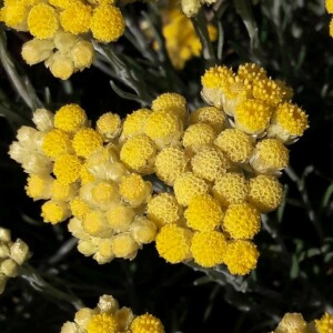 Photographie n°2385981 du taxon Helichrysum stoechas (L.) Moench [1794]