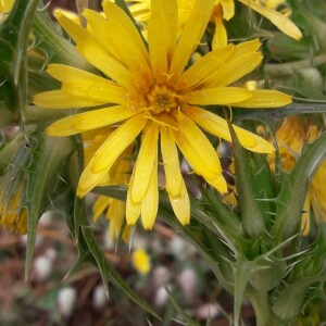 Photographie n°2385985 du taxon Scolymus hispanicus L. [1753]