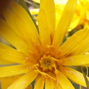 Photographie n°2385986 du taxon Scolymus hispanicus L. [1753]