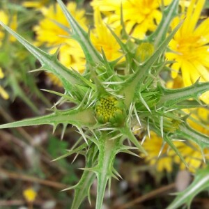 Photographie n°2385987 du taxon Scolymus hispanicus L. [1753]