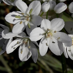 Photographie n°2386000 du taxon Allium neapolitanum Cirillo [1788]