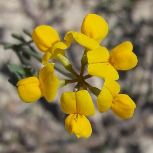 Photographie n°2386023 du taxon Coronilla minima L. [1756]