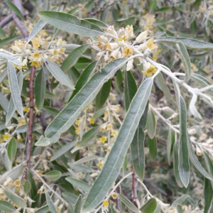 Photographie n°2386040 du taxon Elaeagnus angustifolia L. [1753]