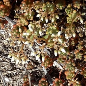 Photographie n°2386058 du taxon Sedum album L. [1753]