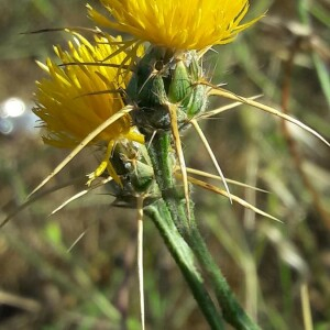 Photographie n°2386061 du taxon Centaurea solstitialis L. [1753]