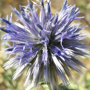 Photographie n°2386064 du taxon Echinops ritro L. [1753]