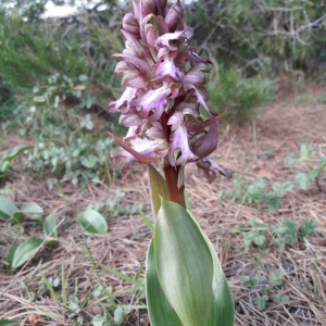 Photographie n°2386073 du taxon Himantoglossum robertianum (Loisel.) P.Delforge [1999]