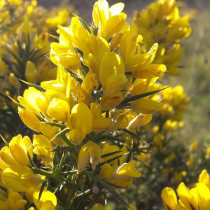 Photographie n°2386075 du taxon Ulex europaeus L. [1753]