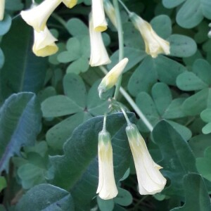 Photographie n°2386077 du taxon Oxalis pes-caprae L. [1753]