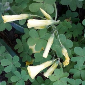 Photographie n°2386078 du taxon Oxalis pes-caprae L. [1753]