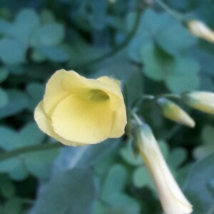 Photographie n°2386079 du taxon Oxalis pes-caprae L. [1753]