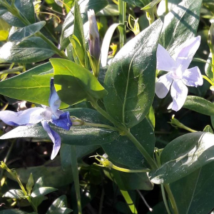 Photographie n°2386100 du taxon Vinca difformis Pourr. [1788]