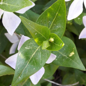 Photographie n°2386101 du taxon Vinca difformis Pourr. [1788]