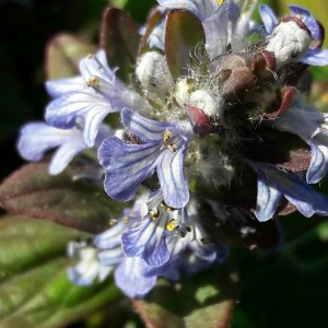 Photographie n°2386123 du taxon Ajuga reptans L. [1753]