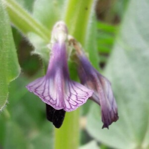 Photographie n°2386124 du taxon Vicia narbonensis L. [1753]