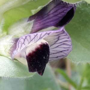 Photographie n°2386125 du taxon Vicia narbonensis L. [1753]