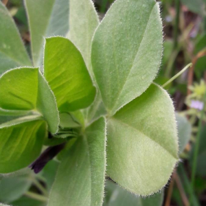 Photographie n°2386126 du taxon Vicia narbonensis L. [1753]