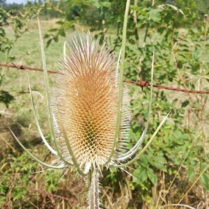 Photographie n°2386173 du taxon Dipsacus fullonum L.