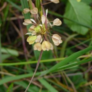 Photographie n°2386384 du taxon Noccaea perfoliata (L.) Al-Shehbaz