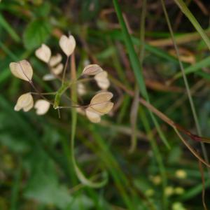 Photographie n°2386388 du taxon Noccaea perfoliata (L.) Al-Shehbaz