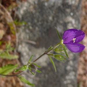 Photographie n°2386526 du taxon Legousia speculum-veneris (L.) Chaix