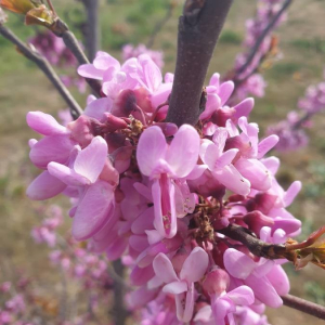 Photographie n°2386670 du taxon Cercis siliquastrum L. [1753]