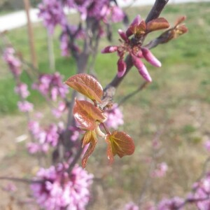 Photographie n°2386672 du taxon Cercis siliquastrum L. [1753]