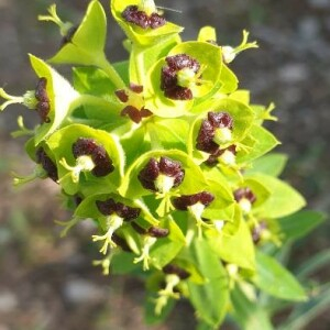 Photographie n°2386674 du taxon Euphorbia characias L.