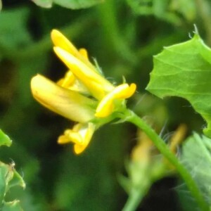 Photographie n°2386697 du taxon Medicago arabica (L.) Huds.